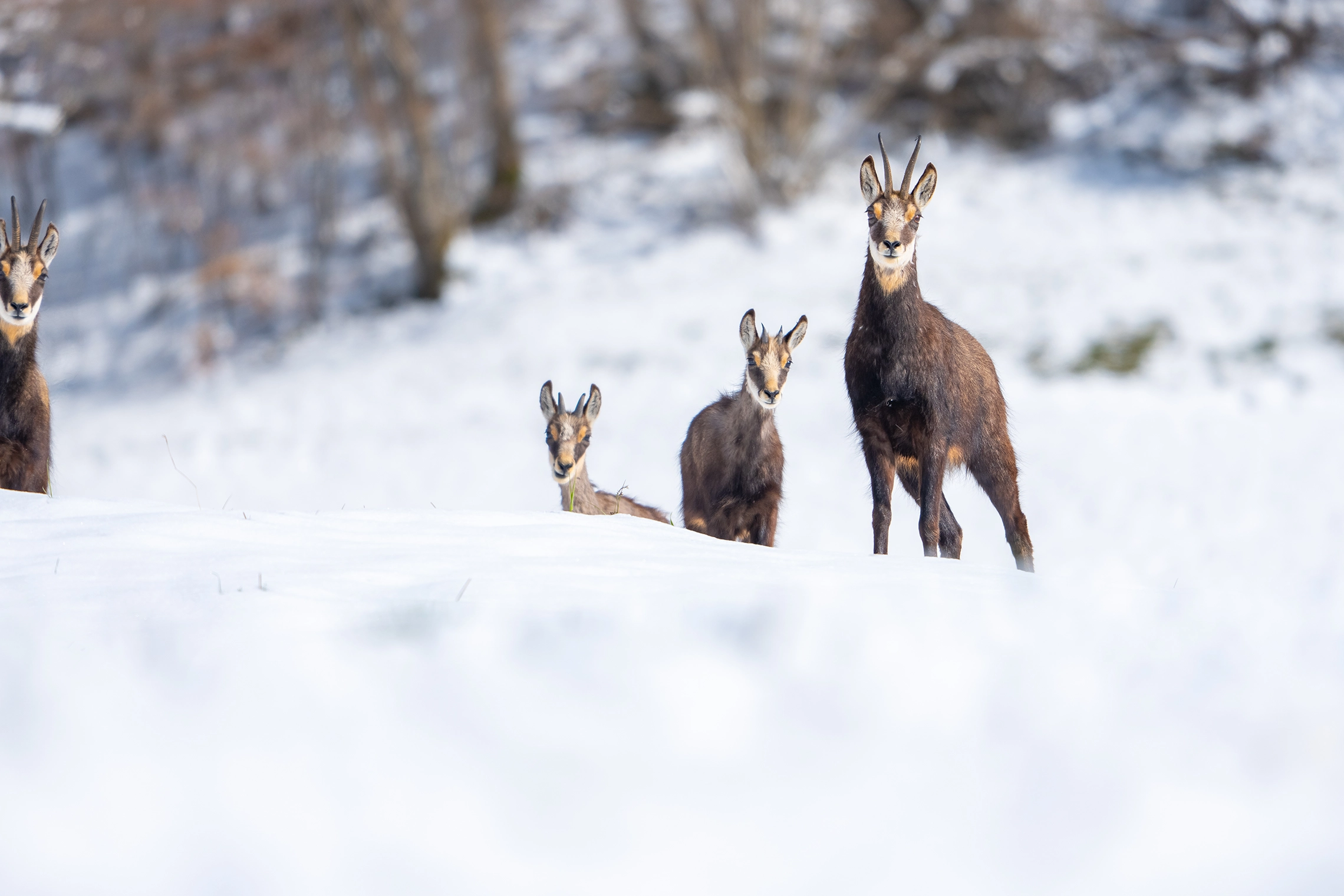 Junger Steinbock