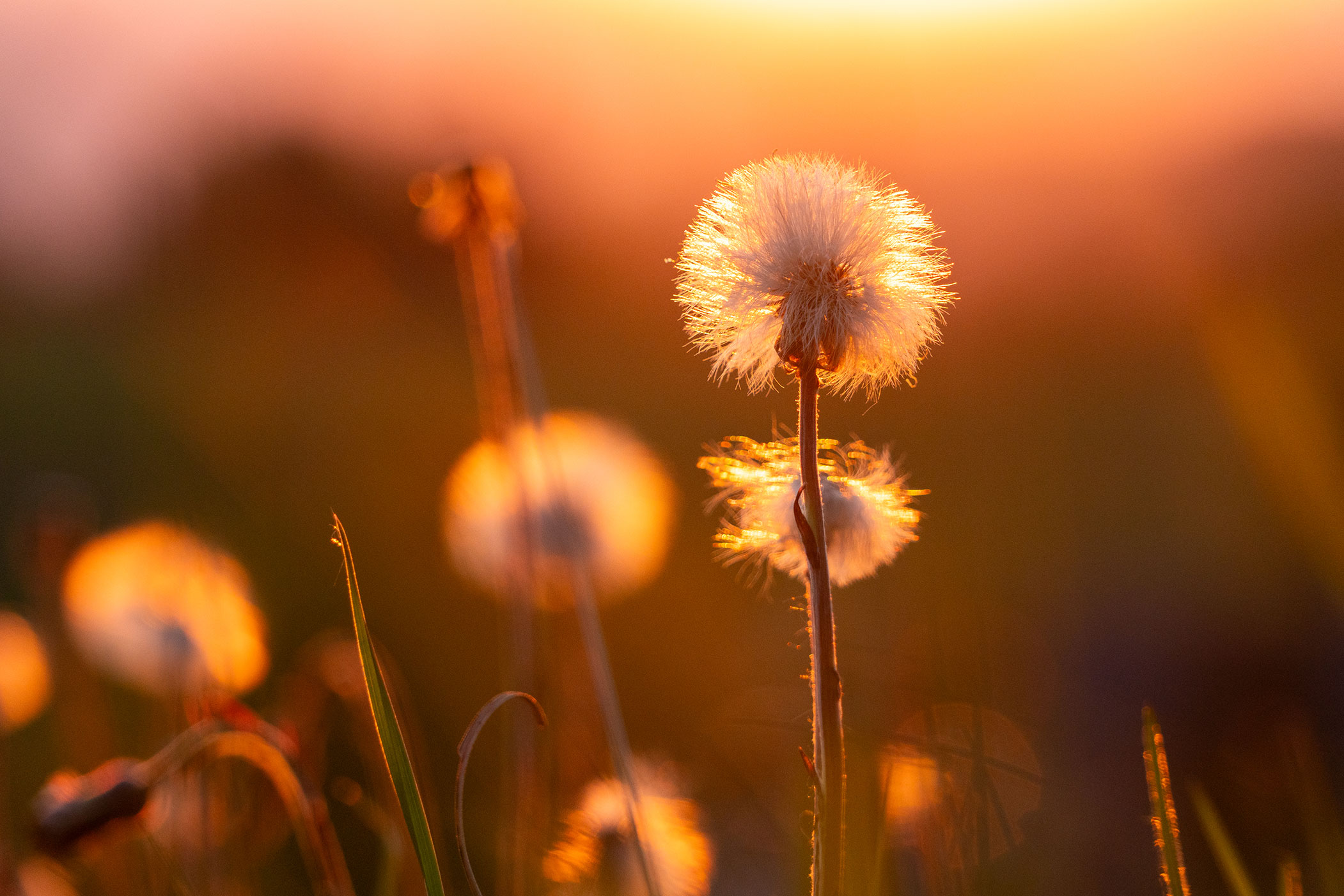 Reigoldswil BL - Goldene Naturmomente
