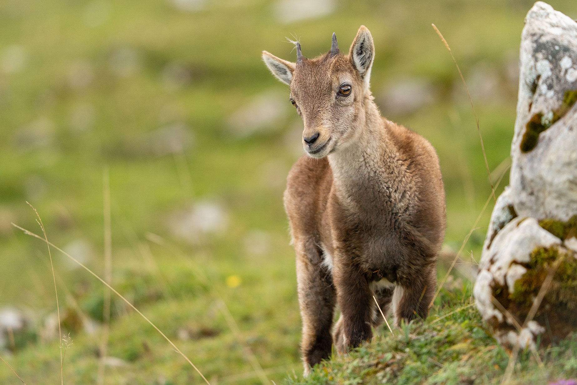 Junger Steinbock