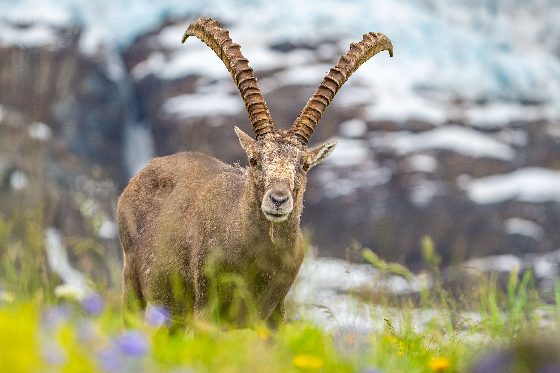 Alpensteinbock in der Bergwelt