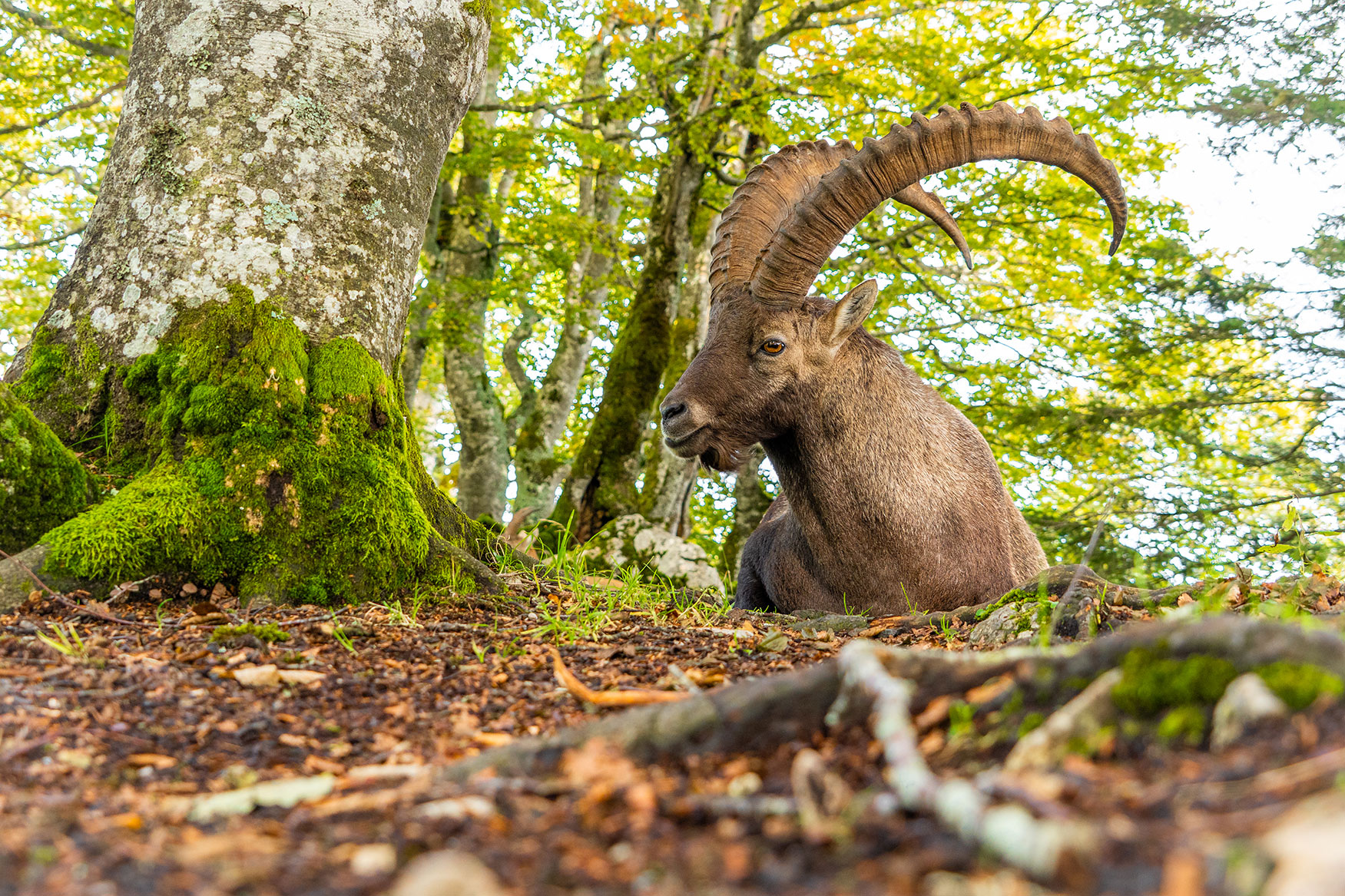 Alpensteinbock in Felslandschaft