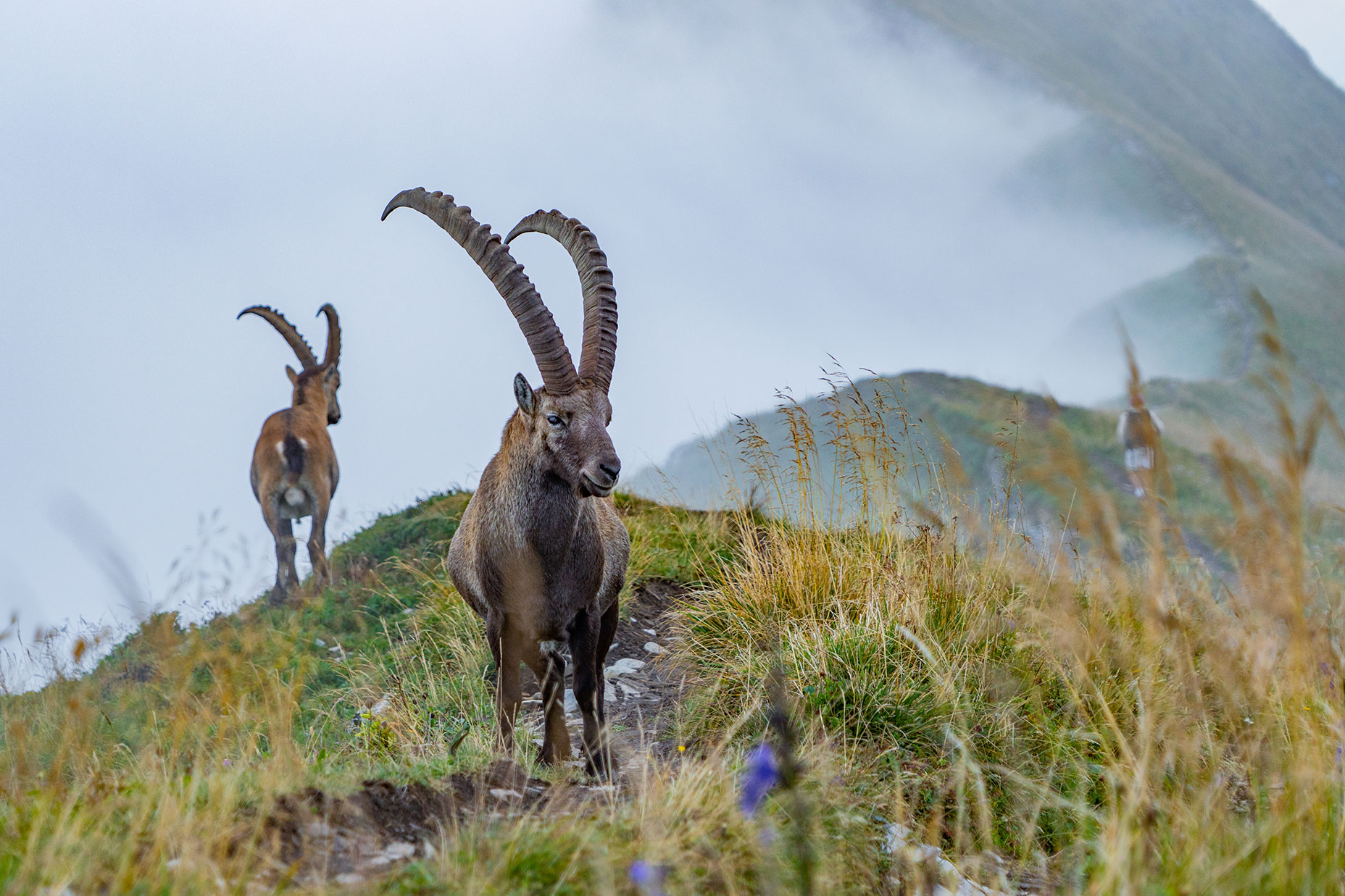 Alpensteinbock im Nebel