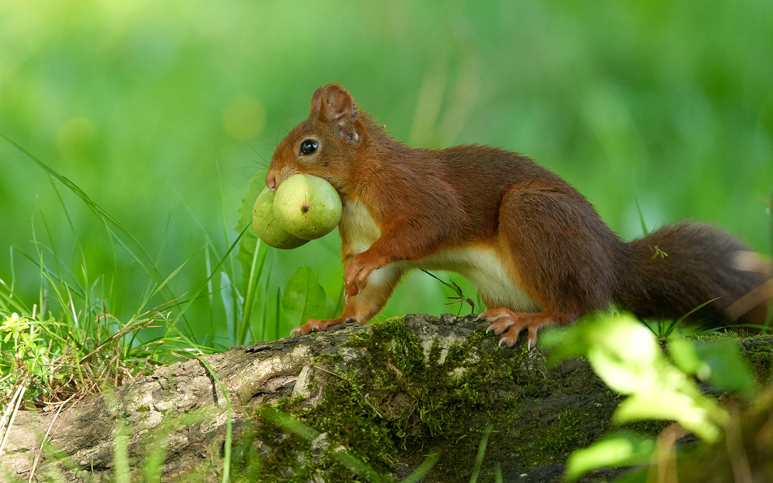 Eichhörnchen in freier Natur