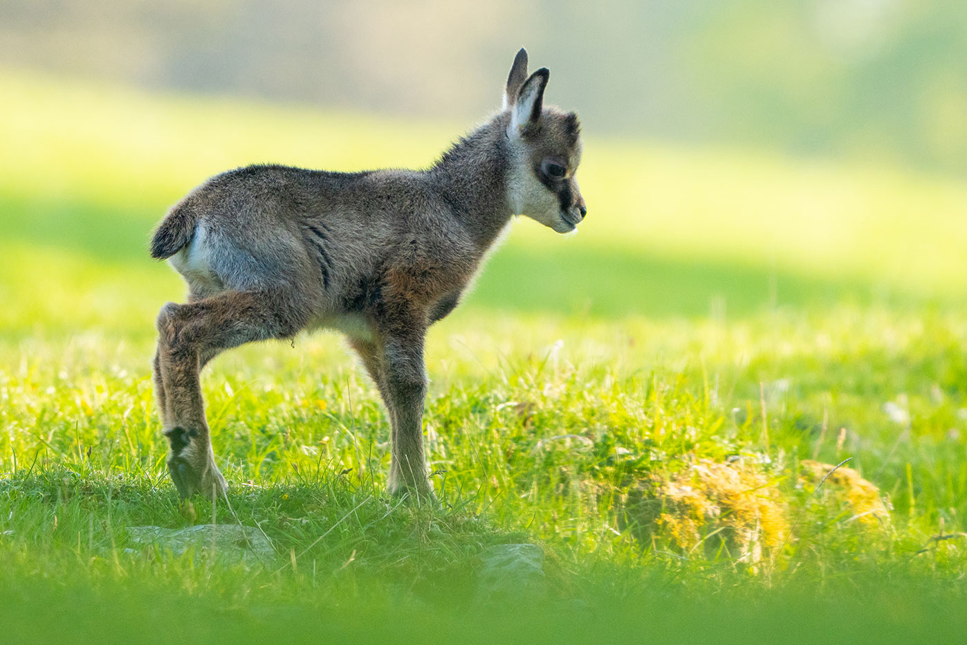Junger Steinbock in Abendruhe