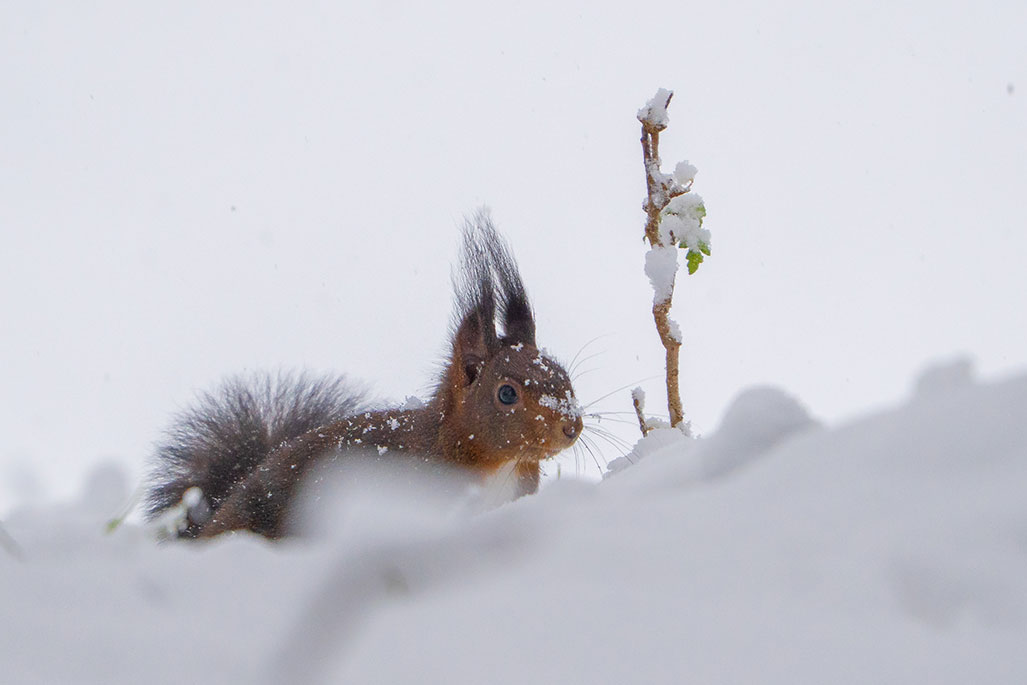 Eichhörnchen in Abendruhe