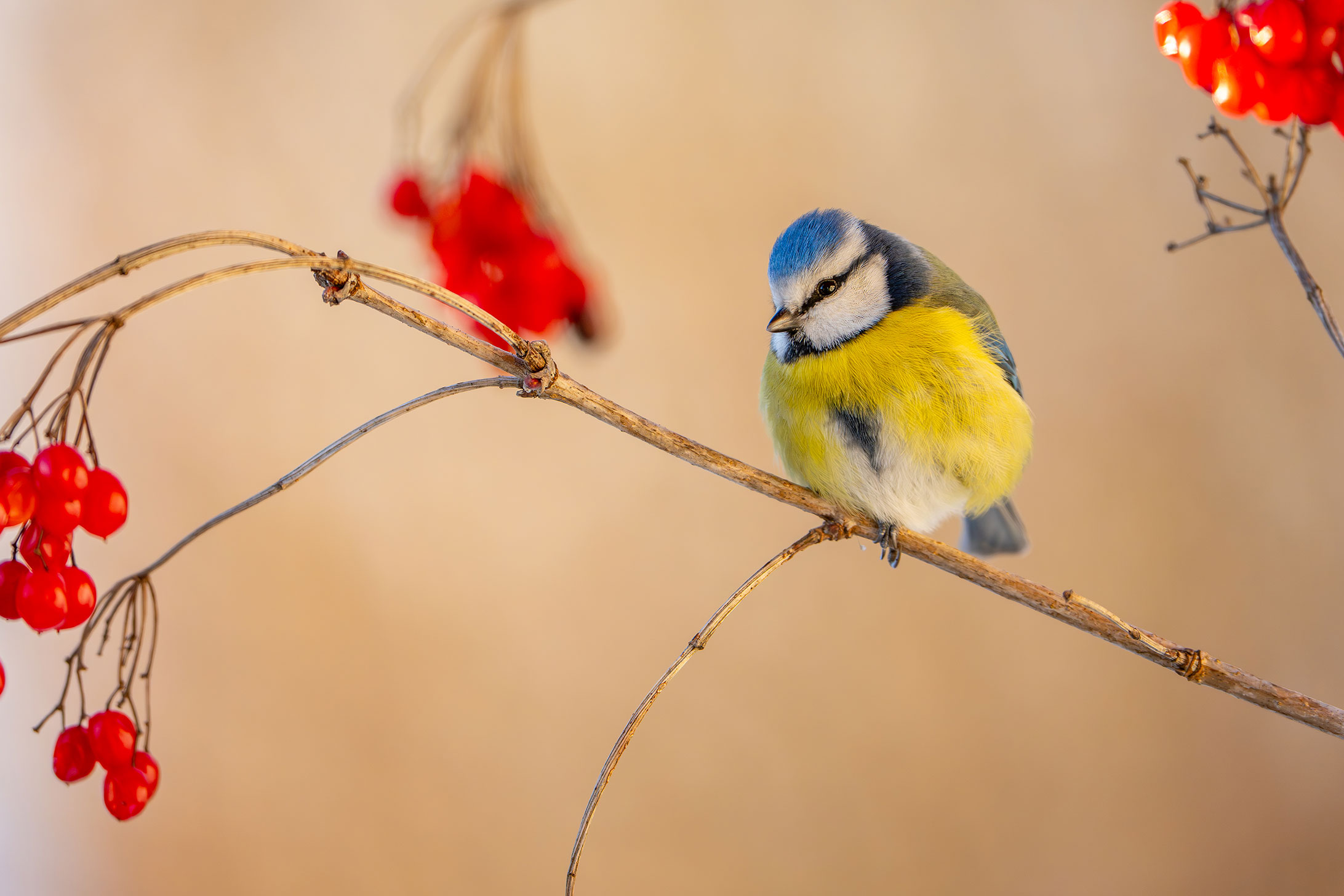 Blaumeise