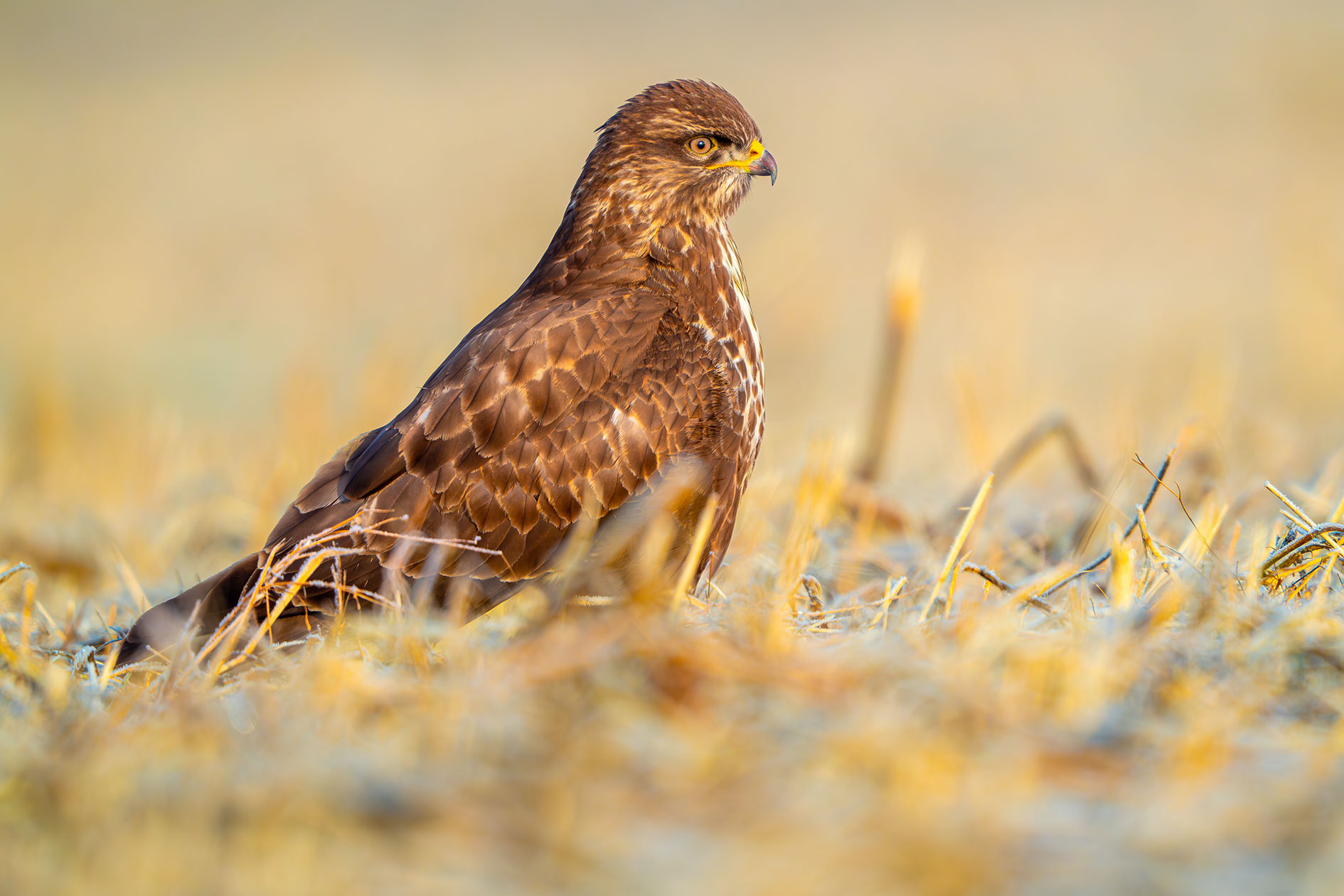 Mäusebussard in Nahaufnahme