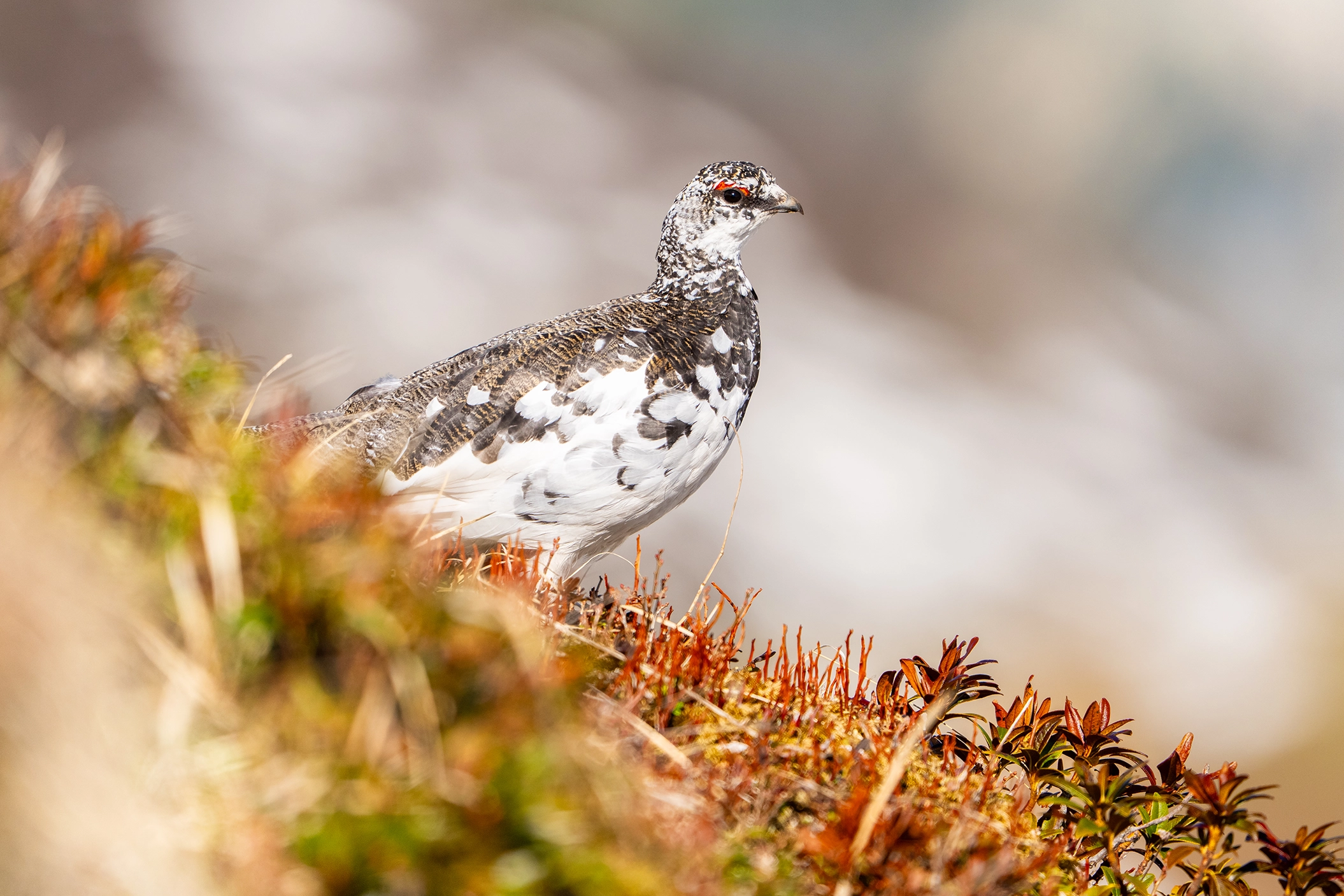 Birkhahn im Moor