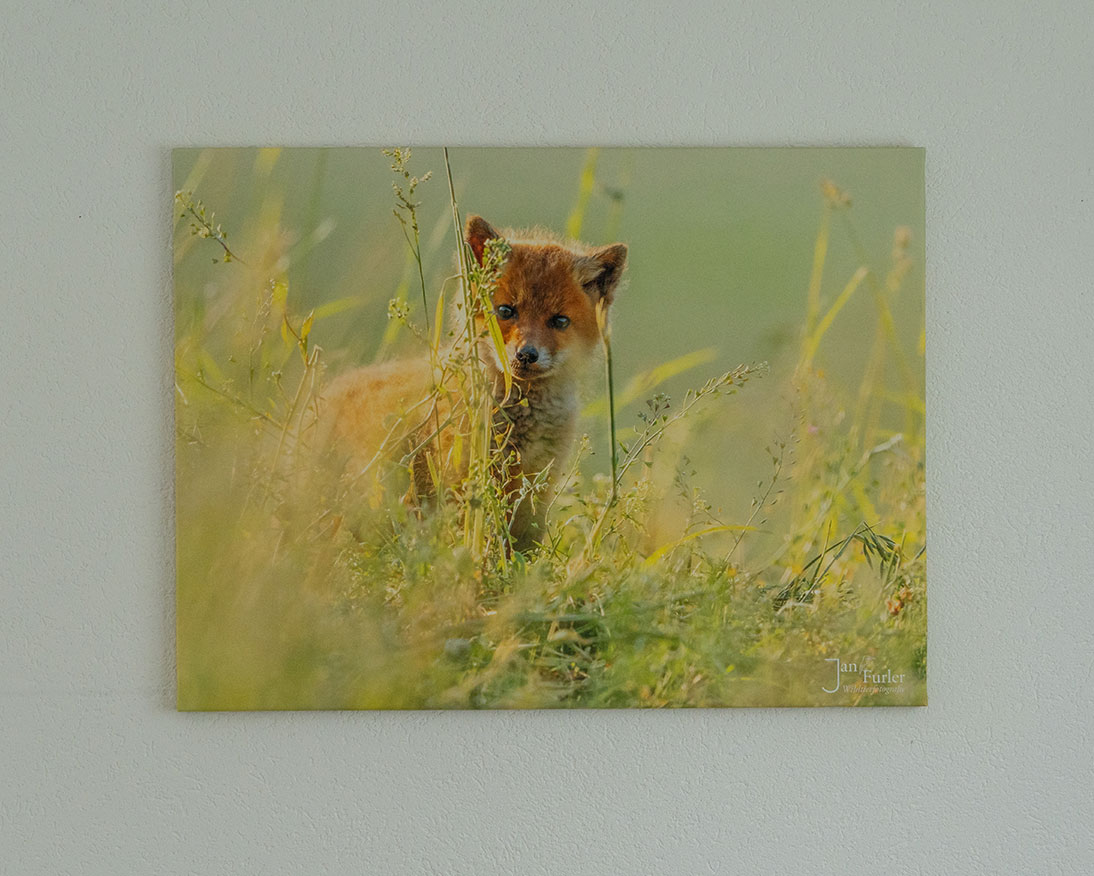 Leinwand mit einem Fuchs